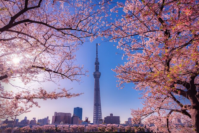 [NEW] Sushi Making Experience + Asakusa Local Tour