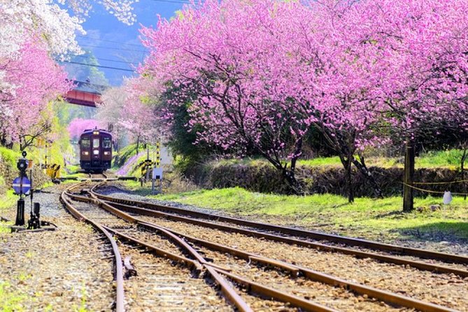 Watarase Valley Railway, Takatsudokyo, Ashikaga Flower Park&Strawberry Picking!