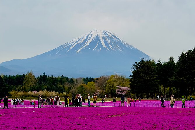 Mt. Fuji Cherry Blossom & Shibasakura Festival Private Day Tour.